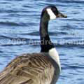 Canada Goose, Phippsburg, Maine - Andrea Brand Photo