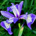 Wild Iris / Blue Flag - Phippsburg, Maine - Andrea Brand Photo