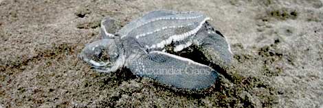 Baby Leatherback