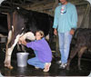 Girl Milking Cow
