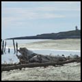 Pilings, Phippsburg, Maine - Andrea Brand Photo