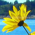 Black-eyed Susans, Phippsburg, Maine - Andrea Brand Photo