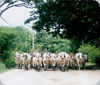 Team of Oxen