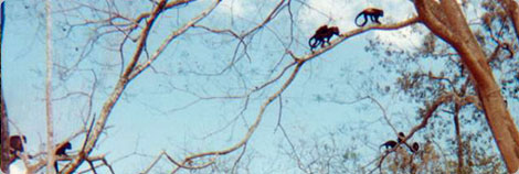 Howler Monkeys in Tree
