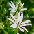 Aster, Sebasco, Maine  - Andrea Brand Photo