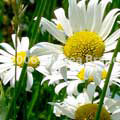 Daisy - Andrea Brand Photo