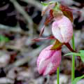 Lady Slippers, Sebasco, Maine - Andrea Brand Photo